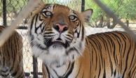 En cateo, FGR asegura 10 tigres, cinco leones, seis jaguares y otros animales silvestres