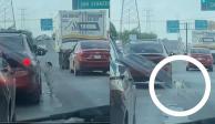 Las imágenes muestran el momento en que un 'lomito' persigue a sus supuestos dueños,  quienes en un automóvil se alejan dejándolo atrás