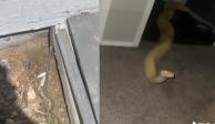 Serpientes invaden la casa de una mujer, ¡vive momentos de terror!
