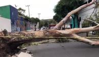 VIDEO. Fuerte viento tira árbol en CDMX; destruye 2 autos y el zaguán de una casa; en Tlalpan e Iztapalapa también se reportó la caída de un poste con cableado eléctrico y un árbol