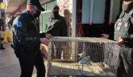 Elementos de la Policía capitalina trasladan algunas aves aseguradas en los cateos simultáneos de que se informó ayer.