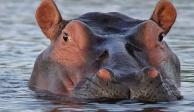 En la imagen, un hipopótamo en el agua