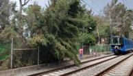 El servicio del Tren Ligero se vio interrumpido este lunes por la caída de un árbol