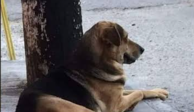Un niño de ocho años rescató al perrito, pues autoridades de Tecámac planeaban sacrificarlo debido a que tenía un mal en su ojo. Lo llamó Scooby y no tenía más de dos semana con la familia.