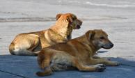 Dos perros fueron captados refugiándose del sol en calles de la cabecera municipal de Almoloya de Juárez, ayer.