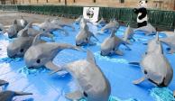 Las vaquitas marinas se venden en miles de dólares por kilo en China.