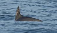 En esta fotografía cortesía de la sociedad de conservación de Sea Shepherd, una vaquita marina nada en el Golfo de California, en México.
