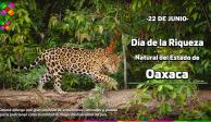 Día de la Riqueza Natural de Oaxaca, ¿De qué trata y qué actividades habrá?