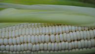 México anuncia arancel del 50% a importaciones de maíz blanco.