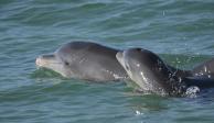 En esta fotografía, delfines nariz de botella nadan en aguas abiertas frente a la bahía de Sarasota, en Florida. (Sarasota Dolphin Research Program vía AP)