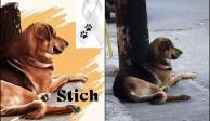 El perrito Stich fue brutalmente golpeado por una familia dedicada a la venta de pan.