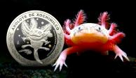 Habrá un nuevo lanzamiento de monedas del ajolote y el resto de los animales para celebrar el aniversario 100 del Zoológico de Chapultepec.
