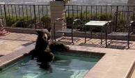 Por el extremo calor, oso se cuela en una casa y se baña en el jacuzzi.