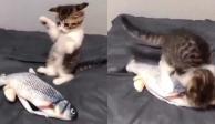 El adorable VIDEO de un gato 'cazando' a un pez de juguete.
