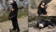 La rara apariencia de unos osos en un zoológico de China desató acusaciones sobre que las autoridades del lugar disfrazan a humanos para fingir ser animales y atraer más visitantes.