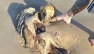 Encuentran restos de una supuesta sirena en la playa