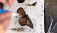 Mujer opera ala rota a mariposa Monarca; la hizo volar nuevamente │ VIDEO