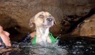 Buzos rescatan a una perrita que llevaba 4 días en un cenote en Yucatán.
