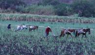 Campesinos de Tlaquiltenango, Morelos, en imagen de archivo.