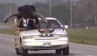 Así es como el toro fue transportado por este hombre como su copiloto.