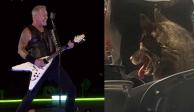 Una 'lomito' con buen gusto musical asistió al concierto de Metallica, el 25 de agosto de 2023. Se le puede ver sentada en una butaca, disfrutando del espectáculo