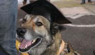Alfa González encabeza la graduación de 20 perros rescatistas en Tlalpan.