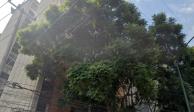 Se desprende un árbol de raíz entre las calles Carmona y Valle en colonia Doctores, en CDMX