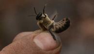 Abeja pica a conductora de motocicleta