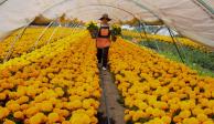 Lugares para comprar las mejores flores de cempasúchil en CDMX