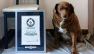 Muere Bobi, el perrito más viejo del mundo a los 31 años