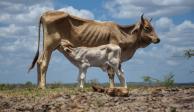 Crisis histórica en agro en México por sequía prolongada: OCDE