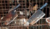 Salvan a mil gatitos de ser vendido como carne de cerdo y cordero en el mercado negro de China.