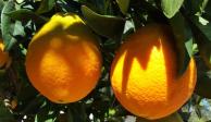 Baja producción encarece jugo de naranja.