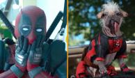 Ryan Reynolds revela la fecha de estreno de 'Deadpool 3' y anuncia a Dogpool