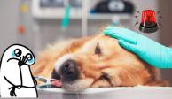 ¿Notas raro a tu perrito? Podría estar contagiado de esta extraña enfermedad canina no identificada, que ya ha provocado muertes en Estados Unidos.