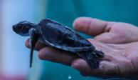 Tortuga en el campamento tortuguero del 68 Batallón de Infantería en Pie de la Cuesta, en Guerrero.