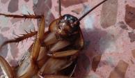 ¿Cuáles son los síntomas de la fobia a las cucarachas?