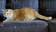 Taters es el gatito que hizo historia en la NASA.
