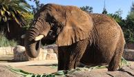 Ely, la elefanta a la que quieren rescatar en México.