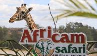Jirafa Benito en Africam Safari.