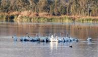 Llegada de más pelícanos blancos provenientes de Estados Unidos y Canadánadá en el Parque Ecológico de Xochimilco (PEX)