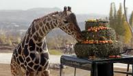 La jirafa "Benito" fue integrada con su nueva manada en Africam Safari, parque de conservación de vida silvestre, tras un periodo de observación en aislamiento.&nbsp;