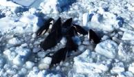 Orcas atrapadas en el hielo luchan por su vida