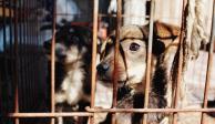 Las reformas de AMLO también incluyen el maltrato animal en México.