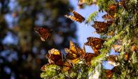 Las altas temperaturas y las sequías no solo afectan a los humanos, también a las mariposas Monarca; conoce ¿cómo las está dañando?