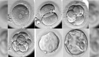 Embriones in vitro