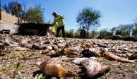 En la foto, el lago Cuitzeo, donde pescaban hasta 5 mil t, se seca