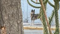 Un presunto lobo movilizó a autoridades y vecinos en la GAM.