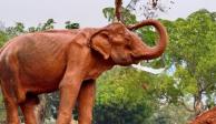Rescatan a "SomBoon" , una elefanta esclavizada por décadas.