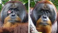El orangután usó la naturaleza para curarse.